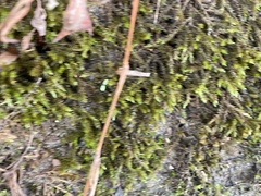 Rhynchostegium riparioides