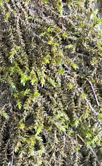 Rhynchostegium riparioides