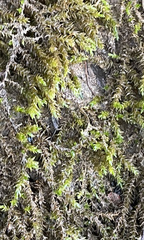 Rhynchostegium riparioides