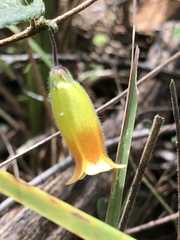 Marianthus bignoniaceus