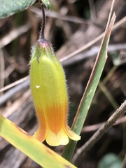 Marianthus bignoniaceus