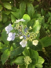Hydrangea macrophylla