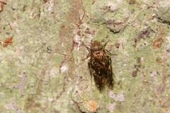 Lepidopsocidae