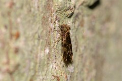 Lepidopsocidae