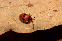 Stenotarsus bimaculipennis