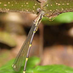 Episynlestes albicaudus