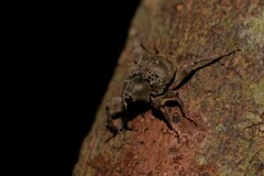 Onidistus araneus