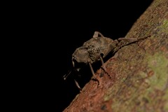 Onidistus araneus