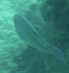 Choerodon schoenleinii