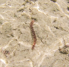 Holothuria hilla