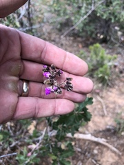 Mirabilis melanotricha