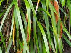 Machaerina sinclairii