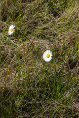 Allittia cardiocarpa