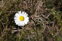 Allittia cardiocarpa