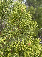 Athrotaxis cupressoides