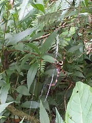 Argiope reinwardti