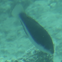 Cirrhilabrus punctatus