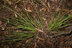 Lomandra laxa
