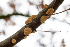 Steccherinum ochraceum