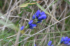 Gentiana triflora