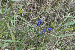 Gentiana triflora