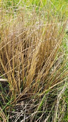 Carex kaloides