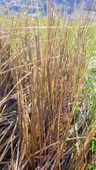 Carex kaloides