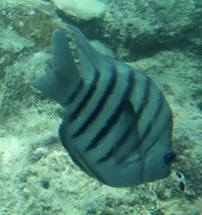 Abudefduf bengalensis