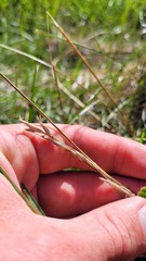 Carex kaloides