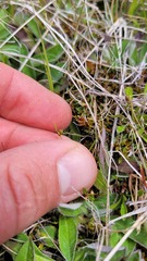 Carex enysii