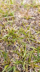 Carex talbotii