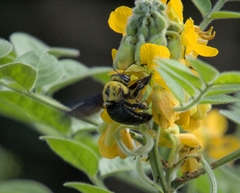 Xylocopa ruficornis