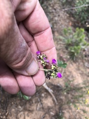 Mirabilis melanotricha