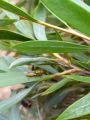 Odontomyia decipiens