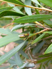 Odontomyia decipiens