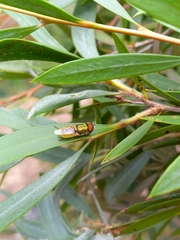 Odontomyia decipiens