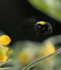 Xylocopa ruficornis