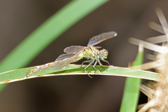 Hemigomphus