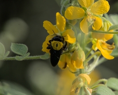 Xylocopa ruficornis