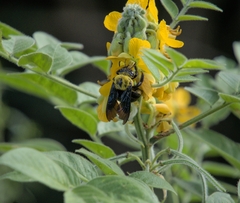 Xylocopa ruficornis