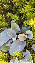 Brachyglottis haastii