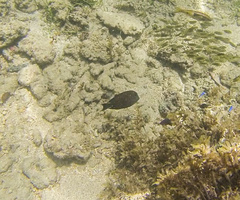 Acanthurus nigrofuscus
