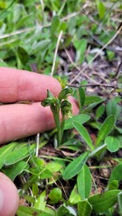Pterostylis tanypoda