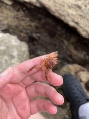 Pachygrapsus crassipes