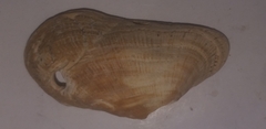 Barbatia barbata