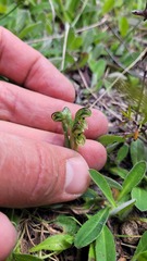 Pterostylis tanypoda