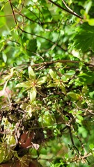 Clematis marata
