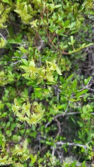 Clematis marata