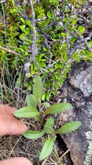 Senecio dunedinensis