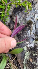 Senecio dunedinensis